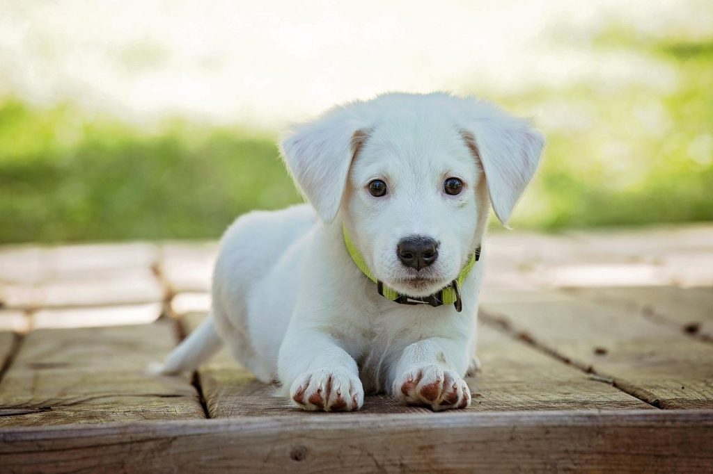 Hondenfokkers in Den Helder tonen hun pups in een schone, gezellige fokkerij omgeving